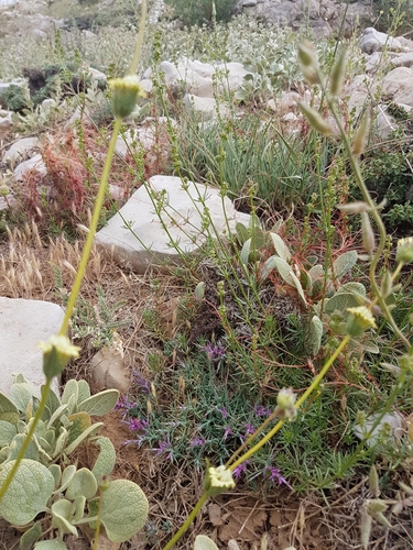 Sideritis libanotica subsp. linearis
