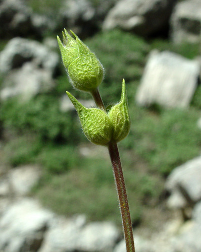 Sideritis libanotica subsp. microchlamys — photo