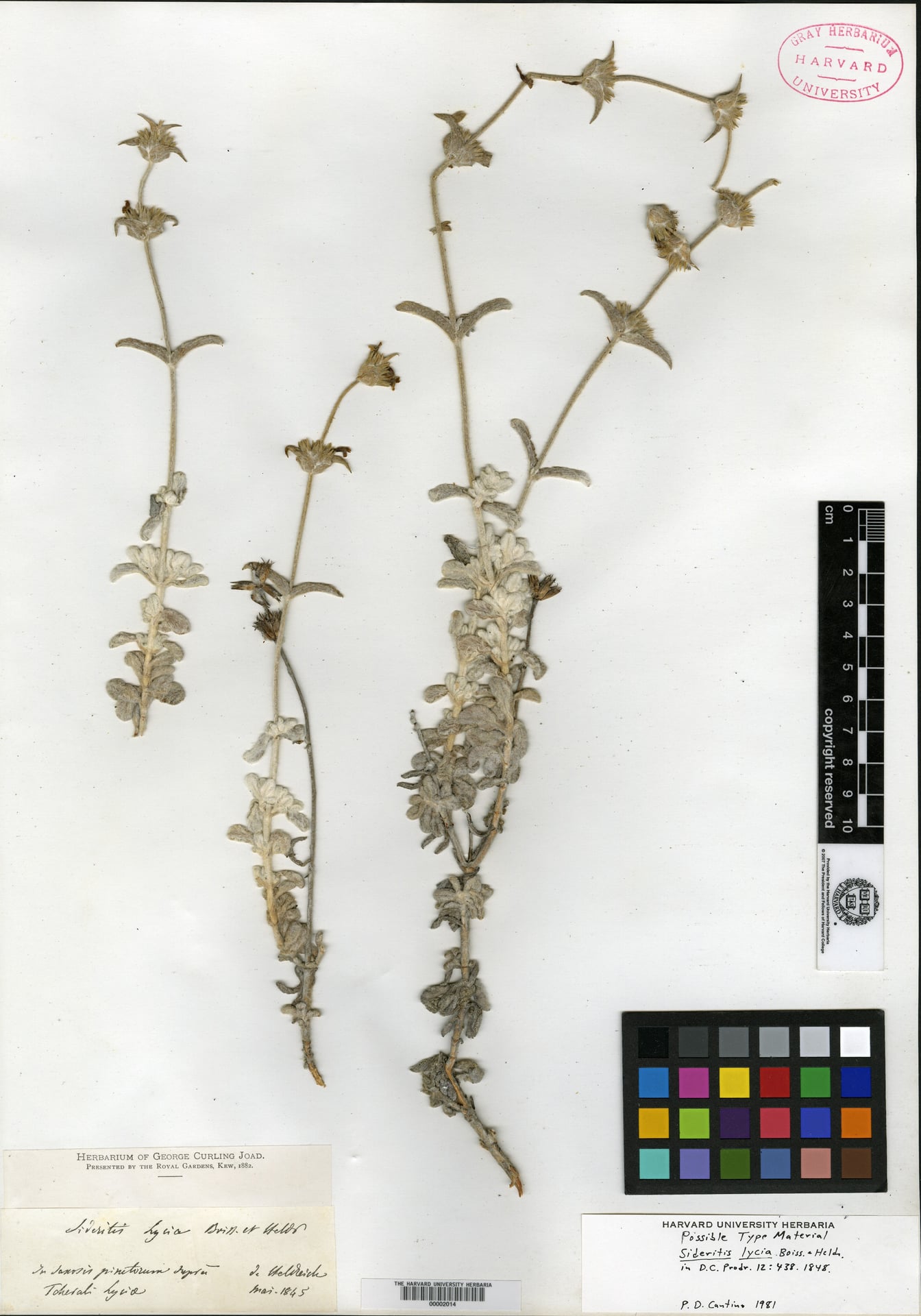 Sideritis lycia