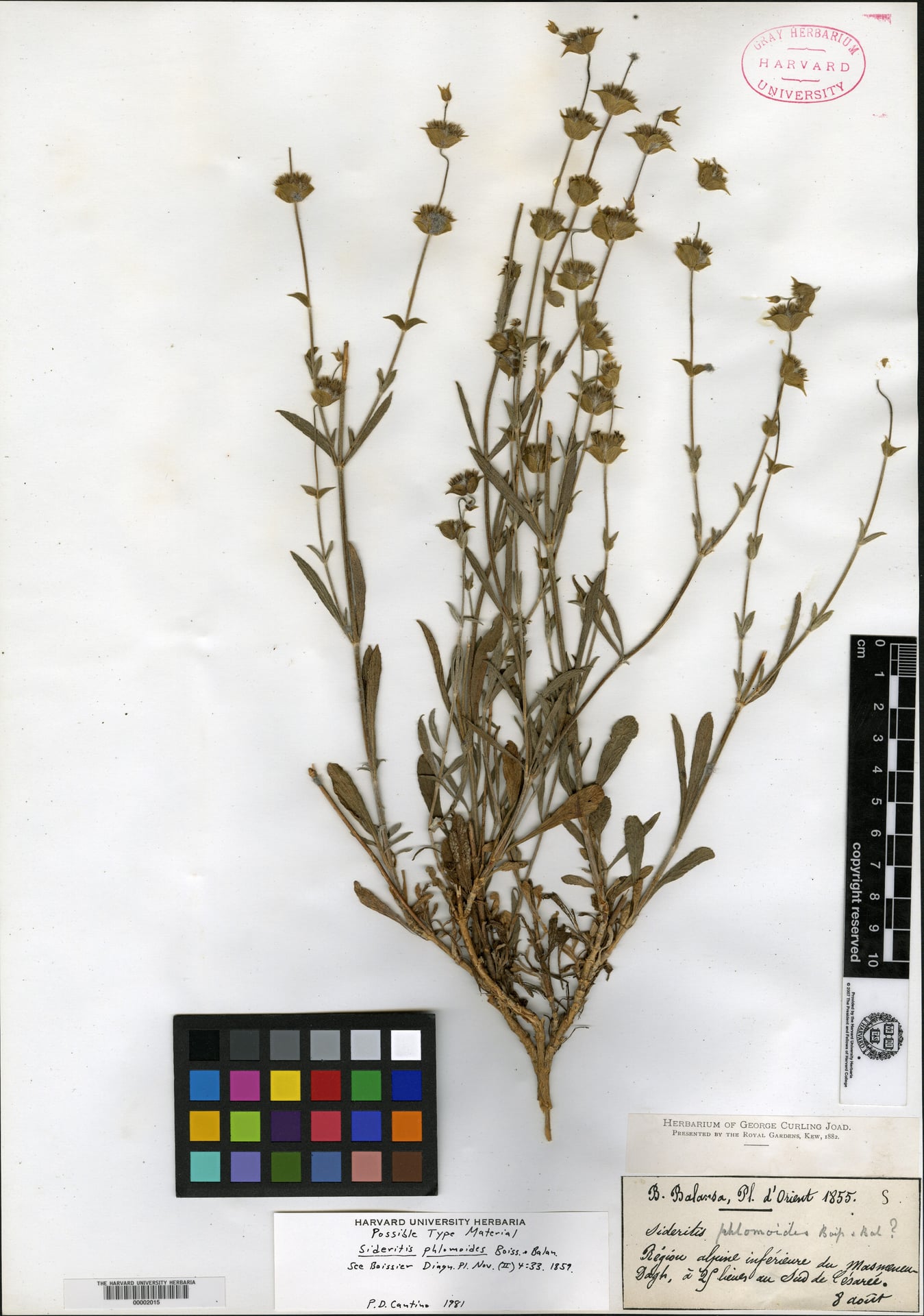 Sideritis phlomoides — photo