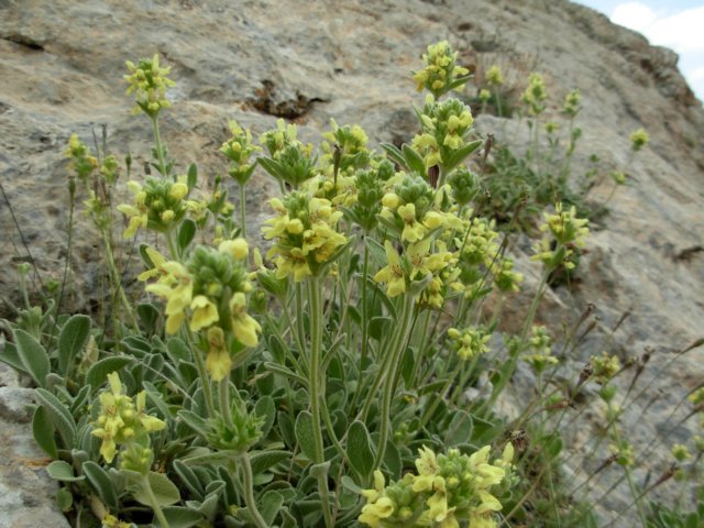 Sideritis phlomoides