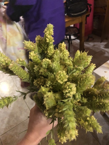 Sideritis scardica (Mountain tea) — photo