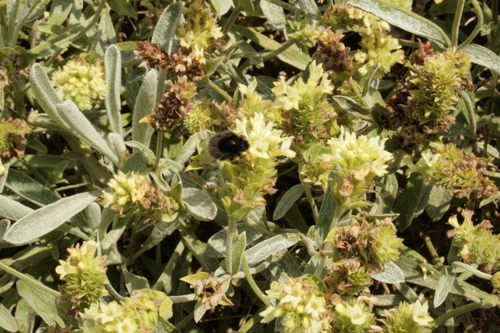 Sideritis scardica (Mountain tea) — photo