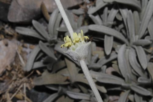 Sideritis sipylea — photo