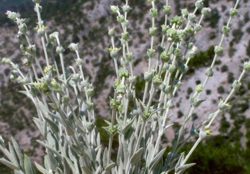 Sideritis sipylea