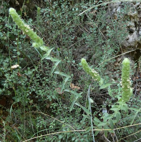 Sideritis stricta