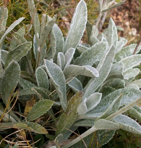 Sideritis syriaca (Mountain tea) — photo