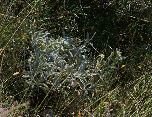 Sideritis syriaca subsp. nusairiensis