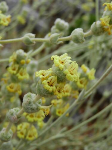 Sideritis syriaca subsp. nusairiensis — photo