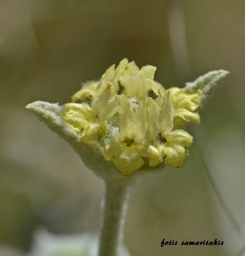 Sideritis syriaca (Mountain tea) — photo