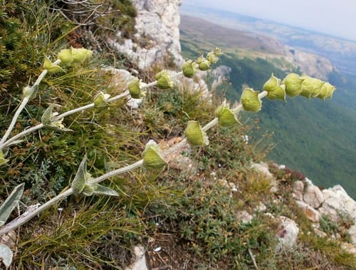 Sideritis syriaca