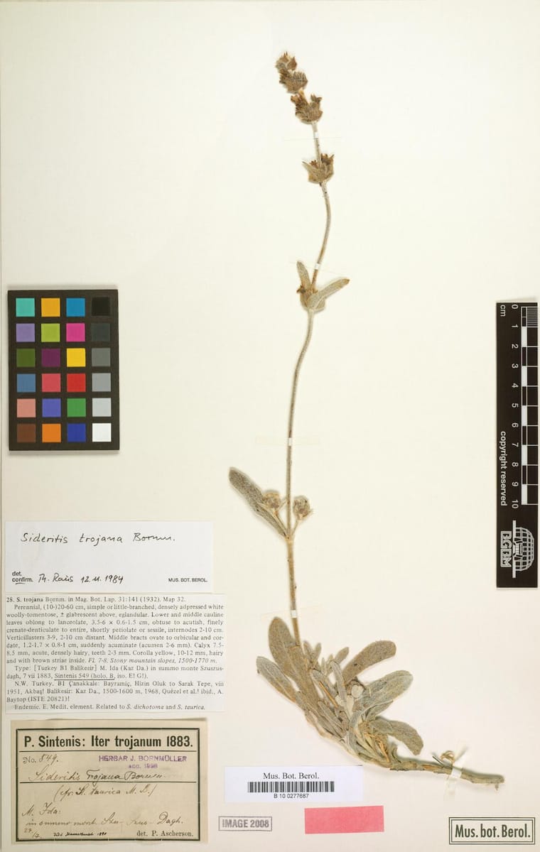 Sideritis trojana — photo