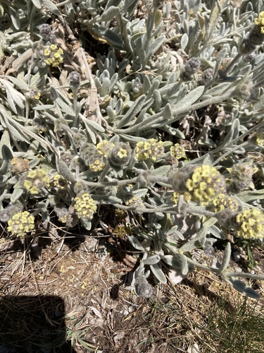 Sideritis trojana