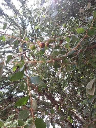 Sideroxylon altamiranoi (Capulin) — photo