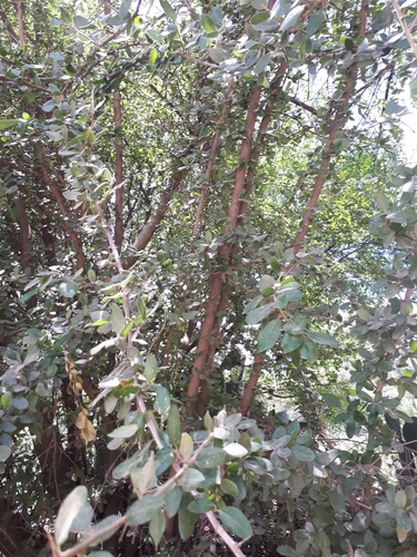 Sideroxylon altamiranoi