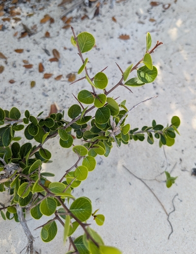 Sideroxylon americanum (Cocuyo) — photo