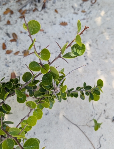 Sideroxylon americanum (Cocuyo) — photo