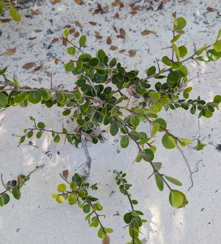 Sideroxylon americanum