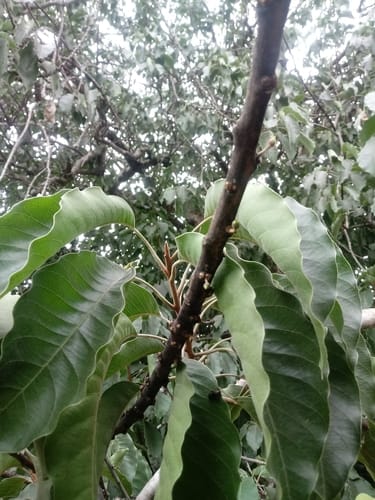 Sideroxylon capiri