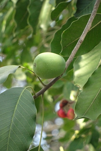 Sideroxylon capiri subsp. tempisque