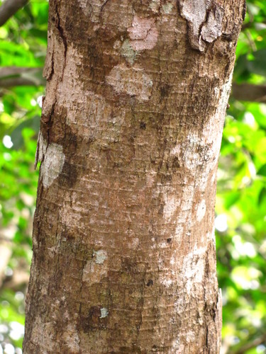 Sideroxylon capiri subsp. tempisque (Mastic) — photo