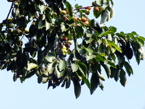Sideroxylon capiri (Capiri) — photo