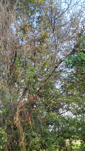 Sideroxylon cartilagineum — photo