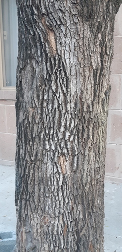 Sideroxylon celastrinum (Brownward plum) — photo