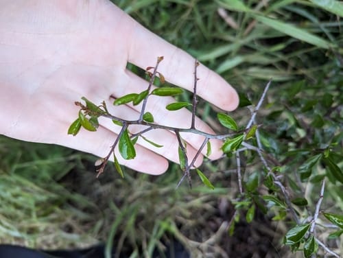 Sideroxylon celastrinum (Brownward plum) — photo