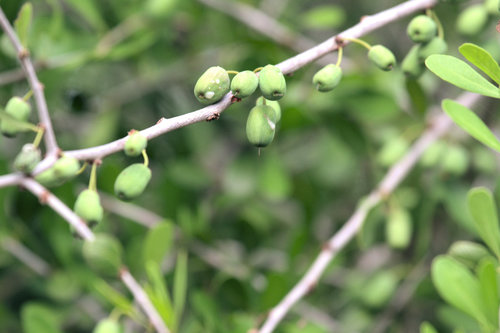 Sideroxylon celastrinum