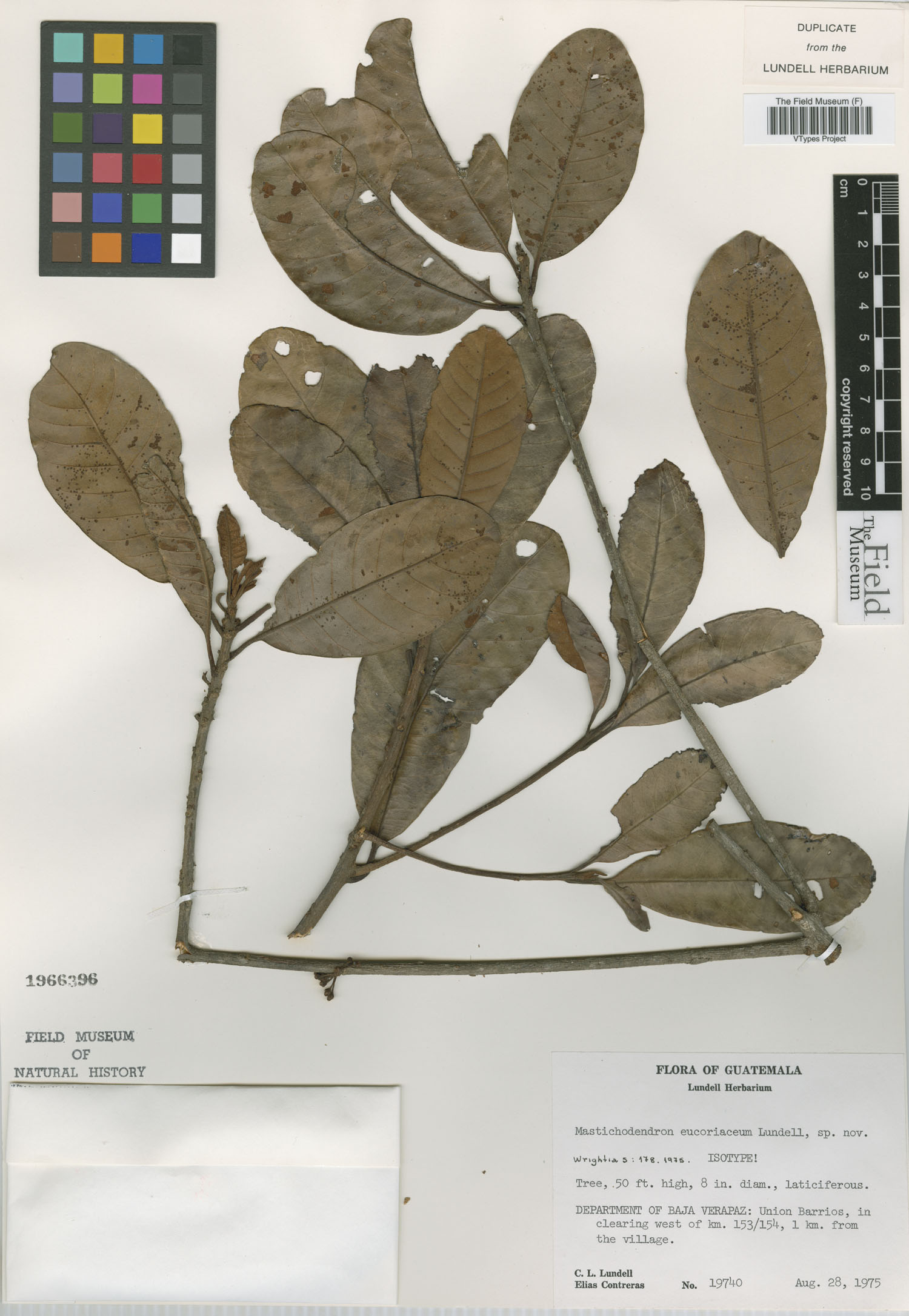Sideroxylon eucoriaceum (Leathery jungleplum) — photo