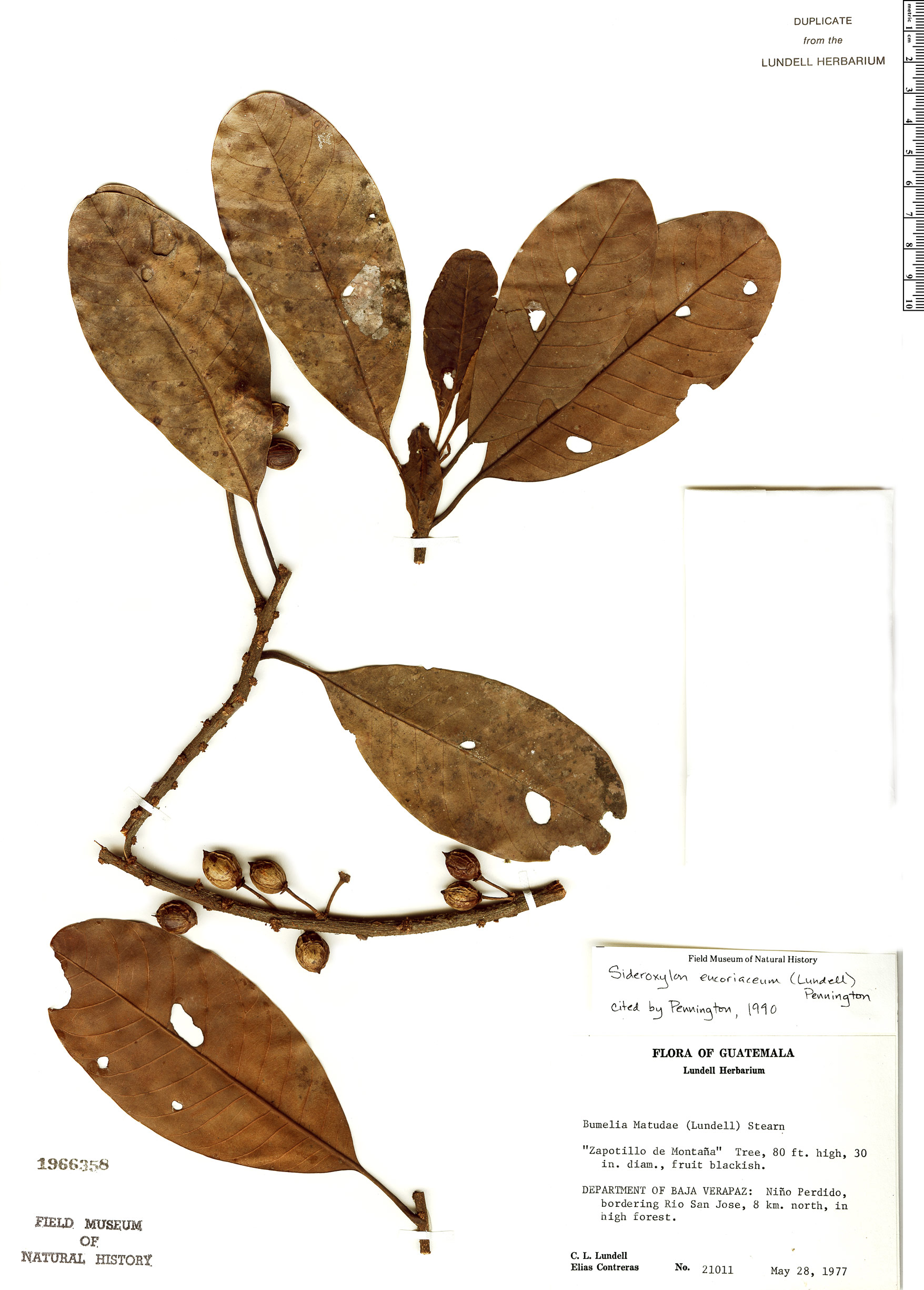Sideroxylon eucoriaceum (Leathery jungleplum) — photo