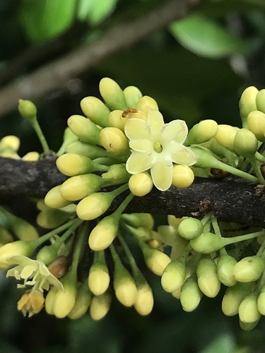 Sideroxylon foetidissimum (Mastic) — photo