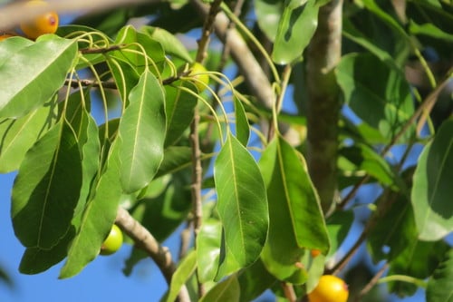 Sideroxylon foetidissimum