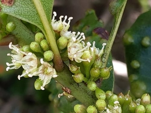 Sideroxylon inerme