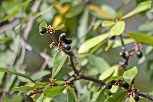 Sideroxylon lanuginosum