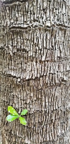 Sideroxylon lanuginosum (Woolly buckthorn) — photo