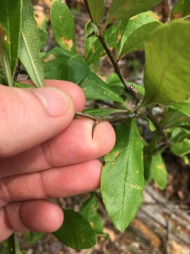 Sideroxylon lanuginosum subsp. oblongifolium (Chittamwood) — photo