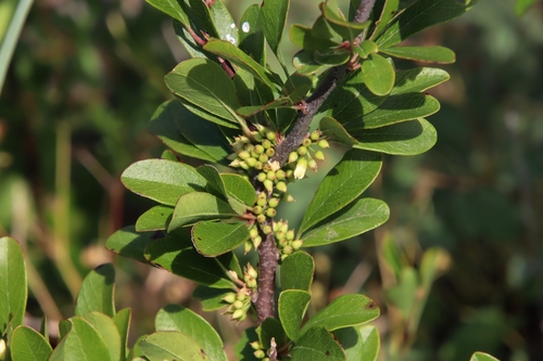 Sideroxylon lanuginosum (Woolly buckthorn) — photo