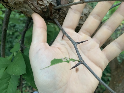 Sideroxylon lycioides (Shittamwood) — photo