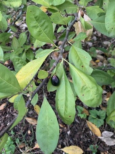 Sideroxylon lycioides