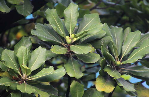 Sideroxylon mirmulans — photo