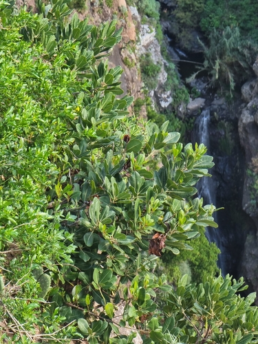 Sideroxylon mirmulans — photo
