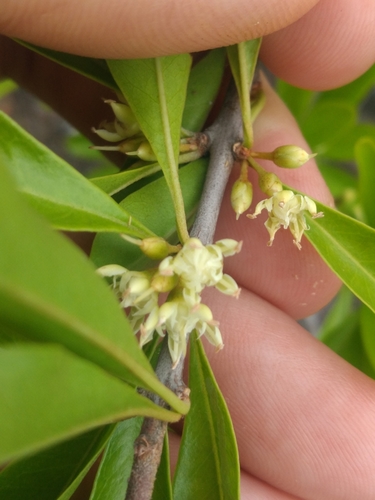 Sideroxylon obtusifolium (Obtuseleaf jungleplum) — photo