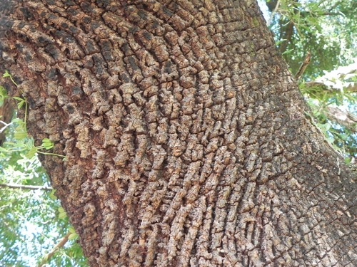 Sideroxylon obtusifolium (Obtuseleaf jungleplum) — photo