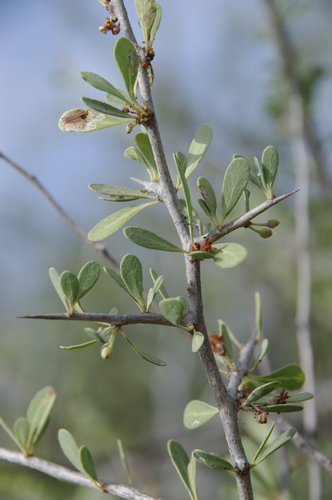 Sideroxylon occidentale (Bebelama) — photo