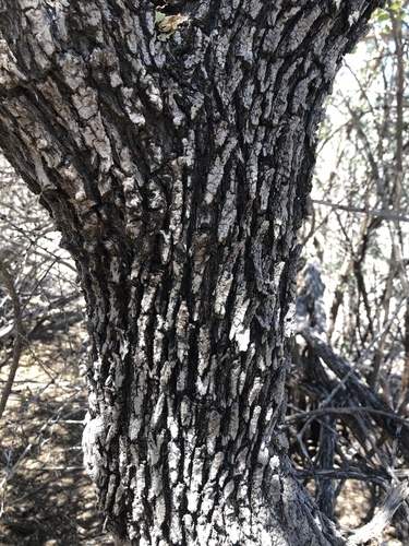 Sideroxylon occidentale (Bebelama) — photo