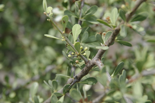 Sideroxylon occidentale