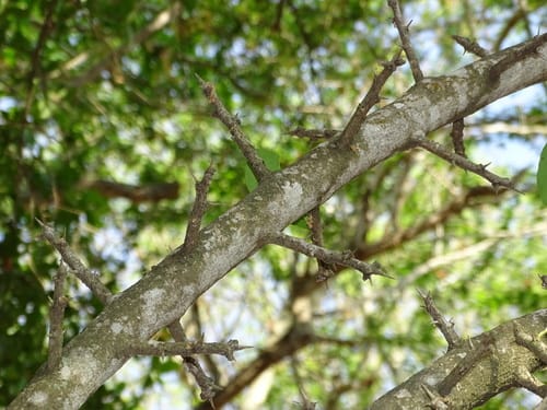 Sideroxylon palmeri (Bebelama) — photo