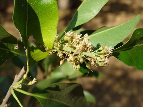 Sideroxylon palmeri (Bebelama) — photo